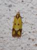 Agapeta zoegana